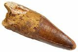 Fossil Spinosaurus Tooth - Real Dinosaur Tooth #305792-1